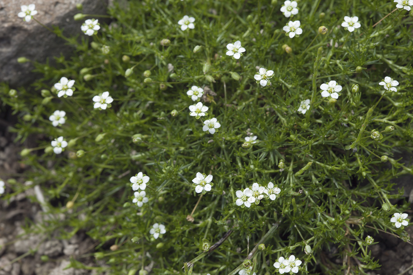 Image of Sagina subulata specimen.