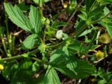 Geum macrophyllum