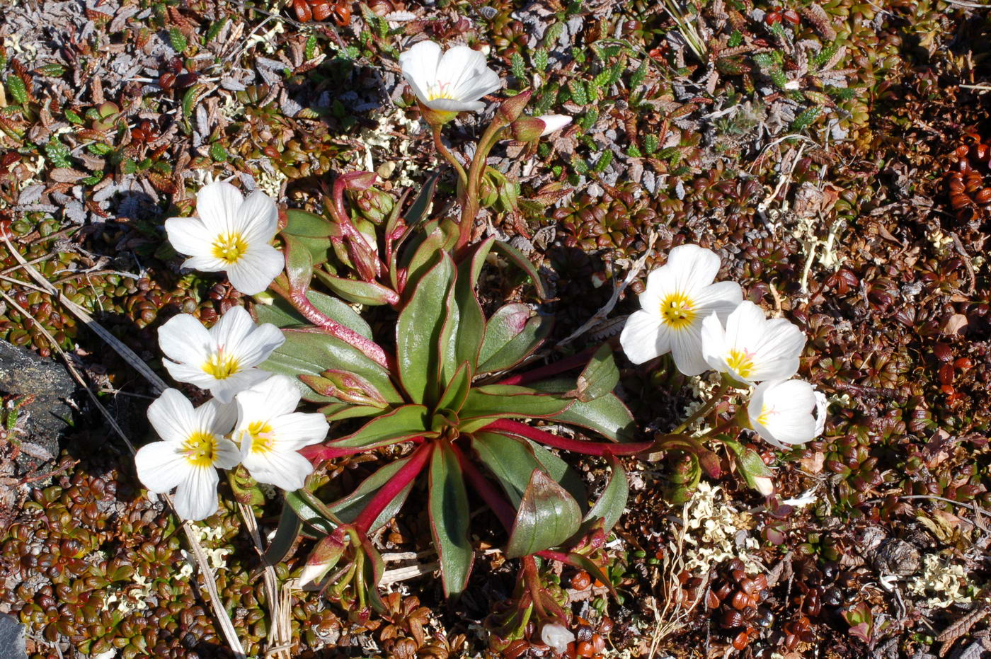 Изображение особи Claytonia acutifolia.