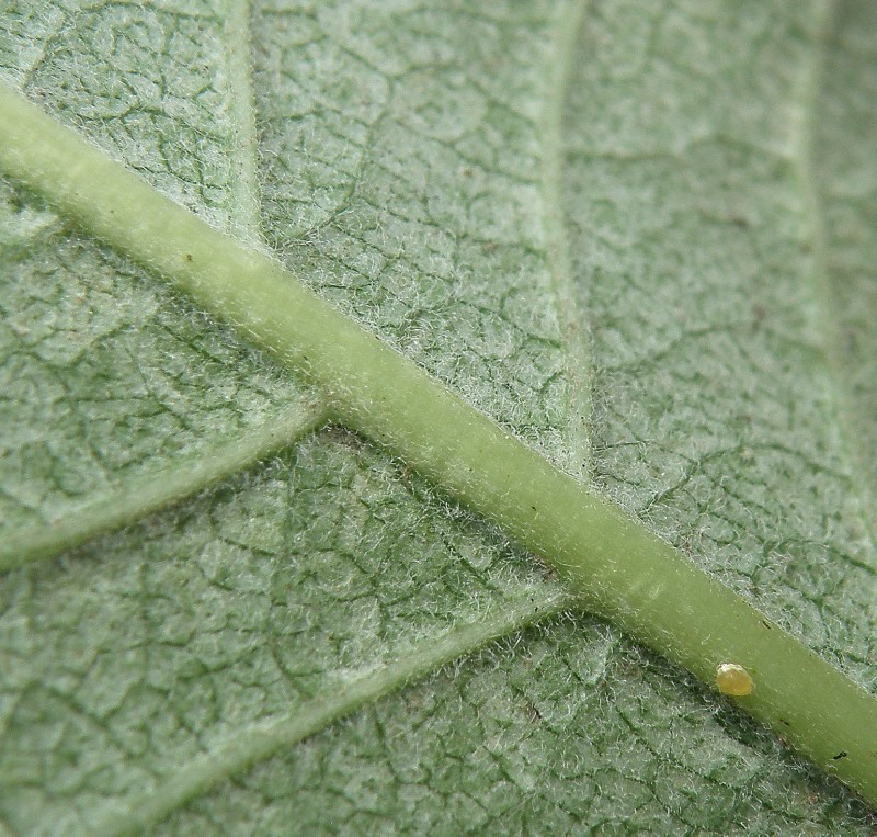 Image of Asclepias syriaca specimen.