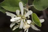 Amelanchier ovalis