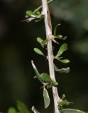 Lycium bosciifolium