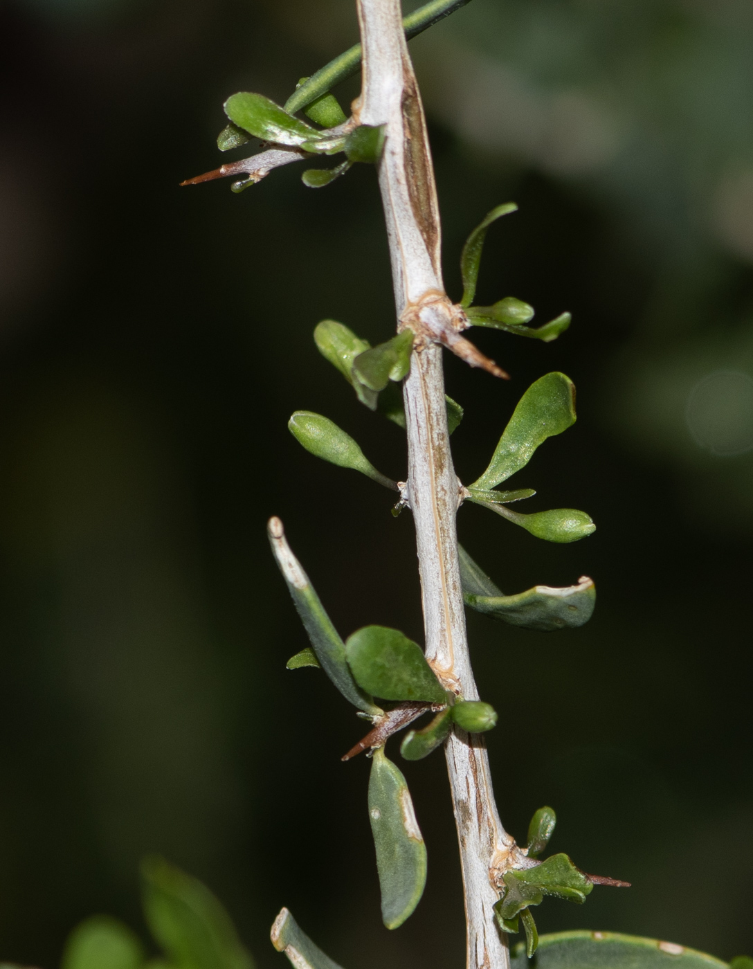 Image of Lycium bosciifolium specimen.