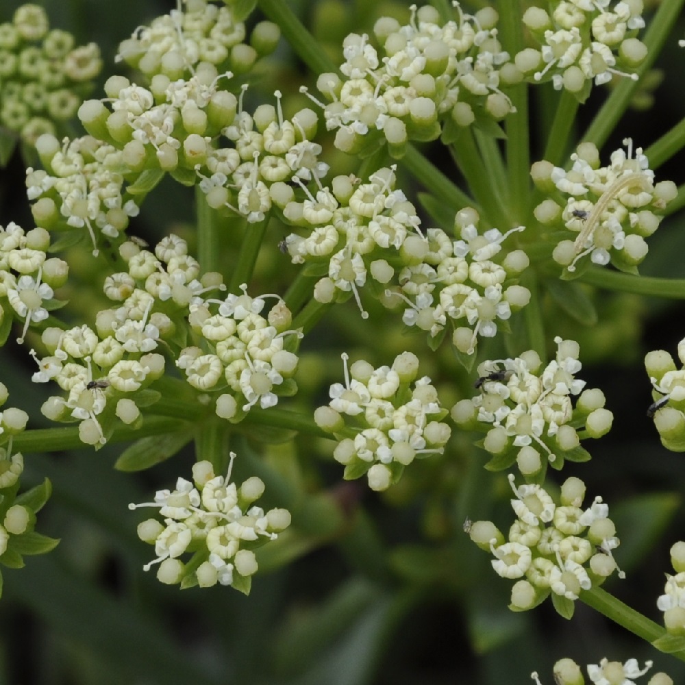 Image of Crithmum maritimum specimen.