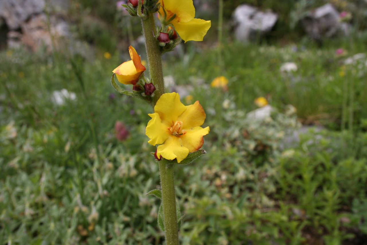 Изображение особи Verbascum davidoffii.