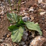 Plantago major. Прикорневые листья. Свердловская обл., окр. г. Североуральск, обочина дороги. 29.07.2010.