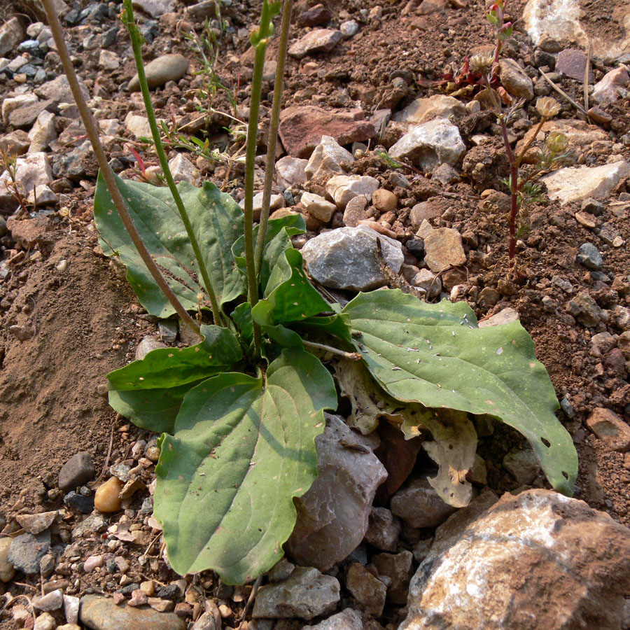 Изображение особи Plantago major.