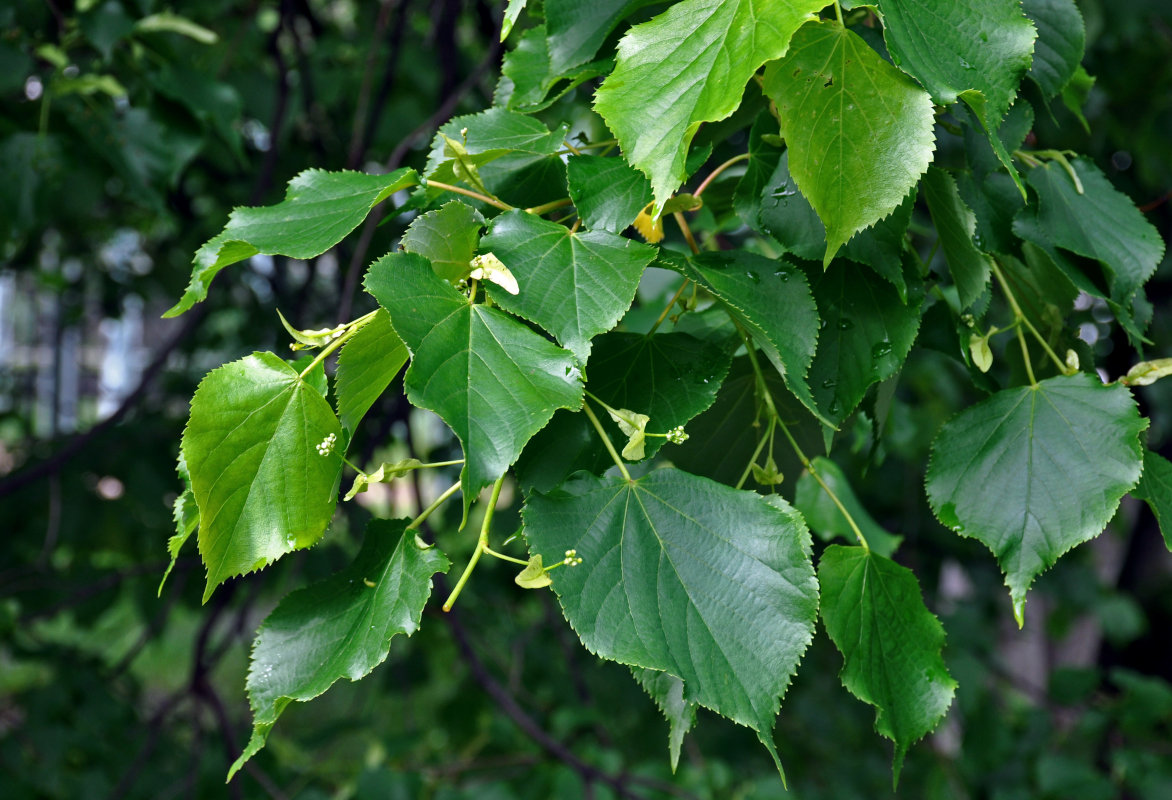 Изображение особи Tilia cordata.