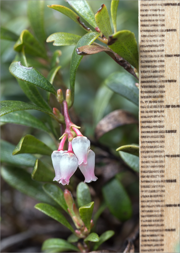 Image of Arctostaphylos uva-ursi specimen.