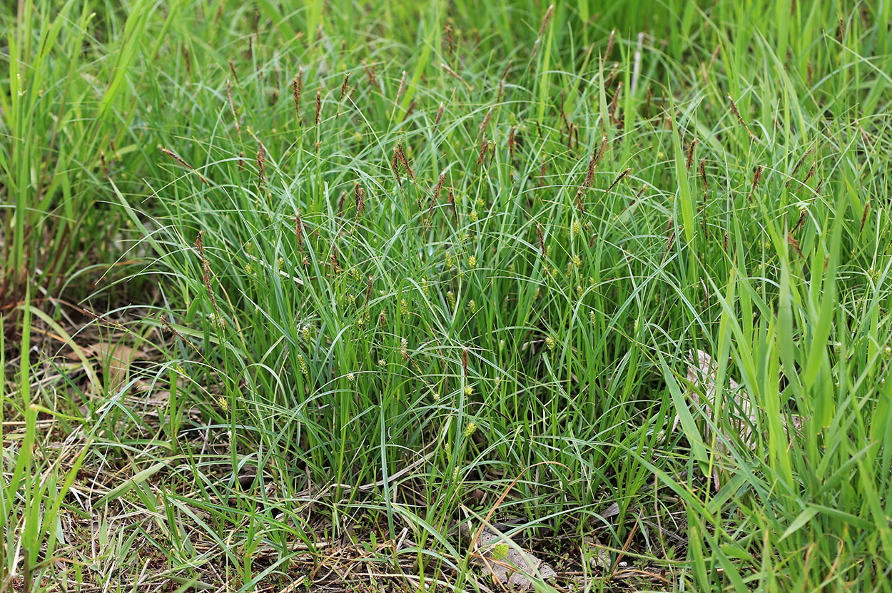 Image of Carex rugulosa specimen.