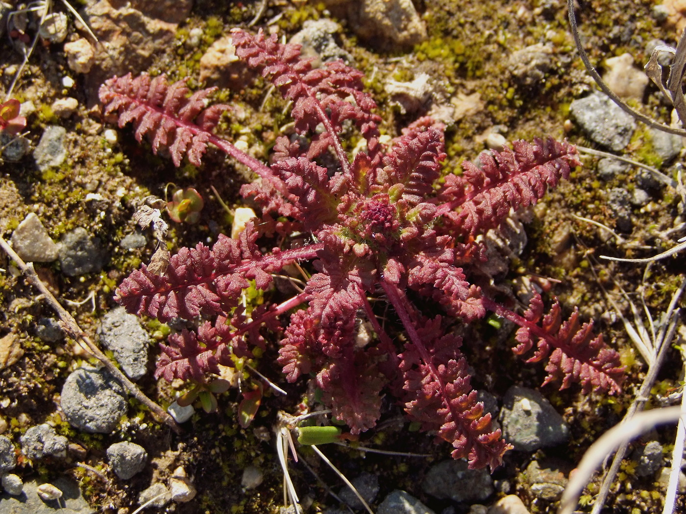 Image of Pedicularis verticillata specimen.