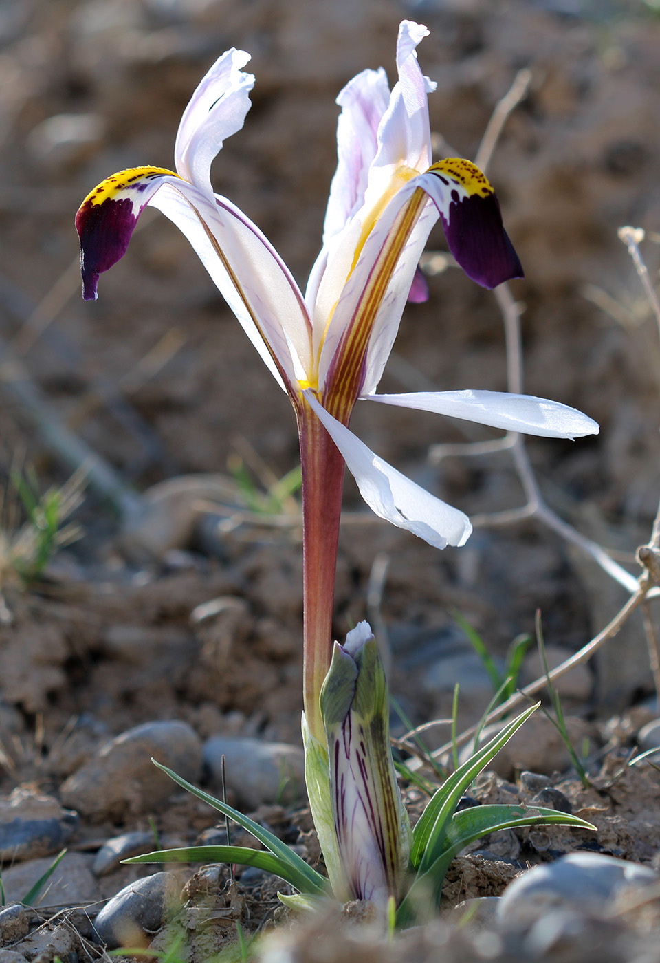 Image of Juno nicolai specimen.