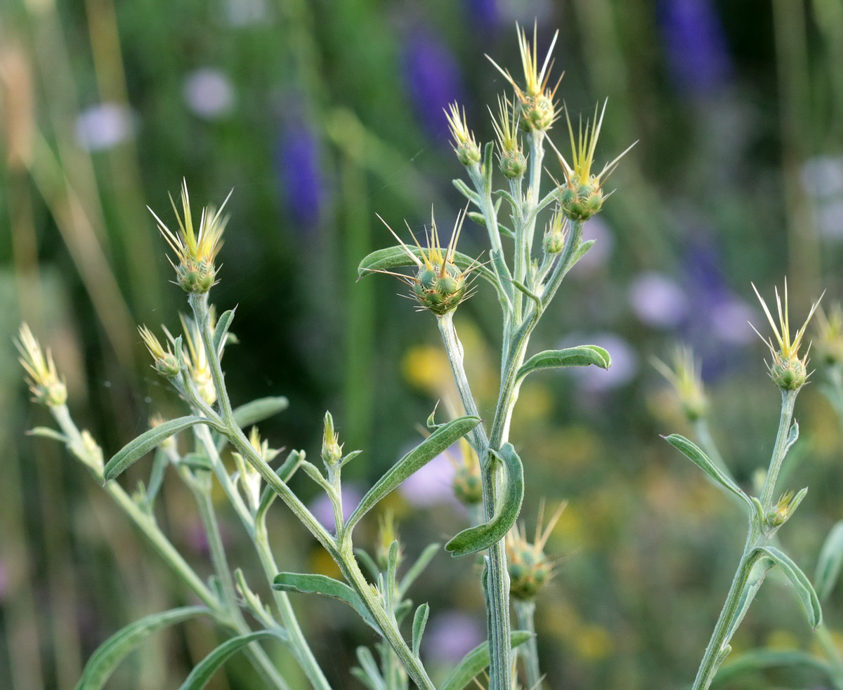 Image of Centaurea salonitana specimen.