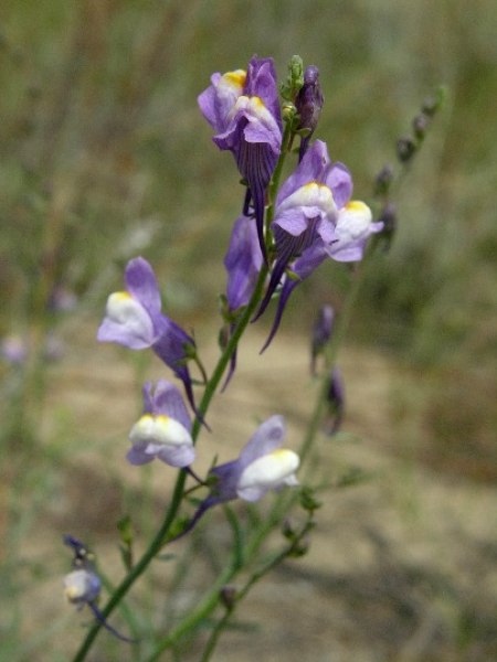 Image of Linaria transiliensis specimen.