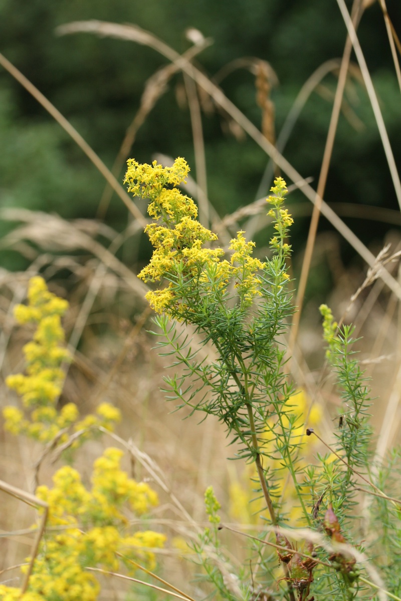 Image of Galium verum specimen.