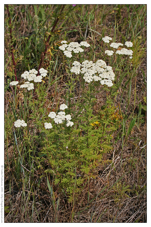 Image of Achillea nobilis specimen.