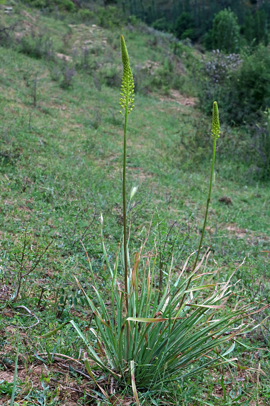 Image of Eremurus stenophyllus specimen.