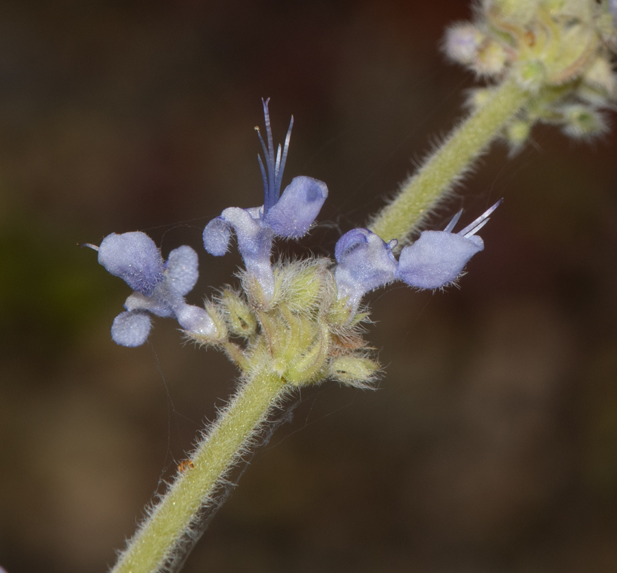 Image of Coleus australis specimen.