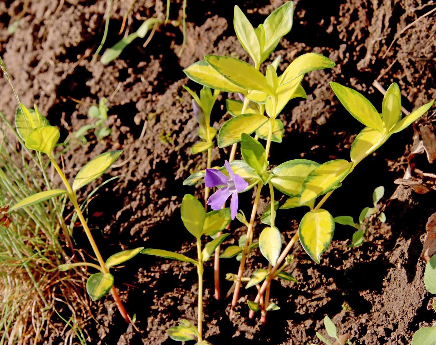 Изображение особи Vinca minor f. argenteo-variegata.