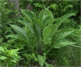 Inula helenium