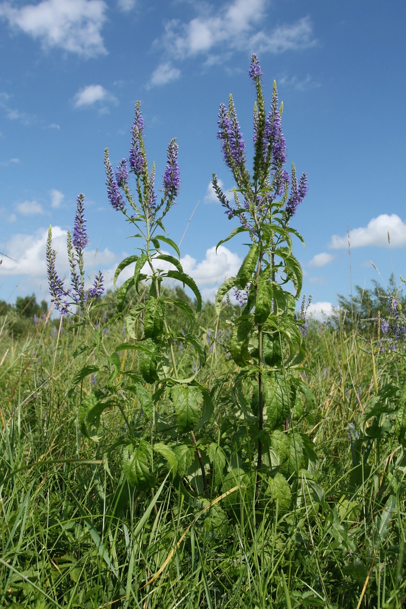 Изображение особи Veronica longifolia.