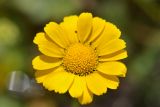 Anthemis marschalliana subspecies pectinata. Соцветие-корзинка. Республика Северная Осетия-Алания, Ирафский р-н, Большой Кавказ, правый берег р. Даргонком, у начала морены ледника Донисарцете, ≈ 2640 м н.у.м., альпийский луг. 05.07.2021.