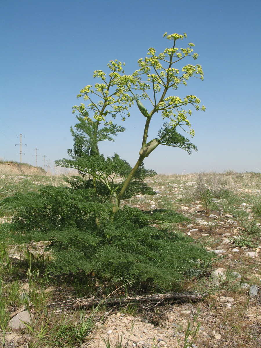 Изображение особи Ferula dissecta.