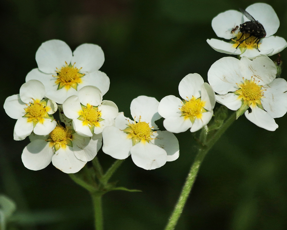 Image of Fragaria moschata specimen.