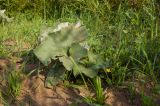 Petasites spurius