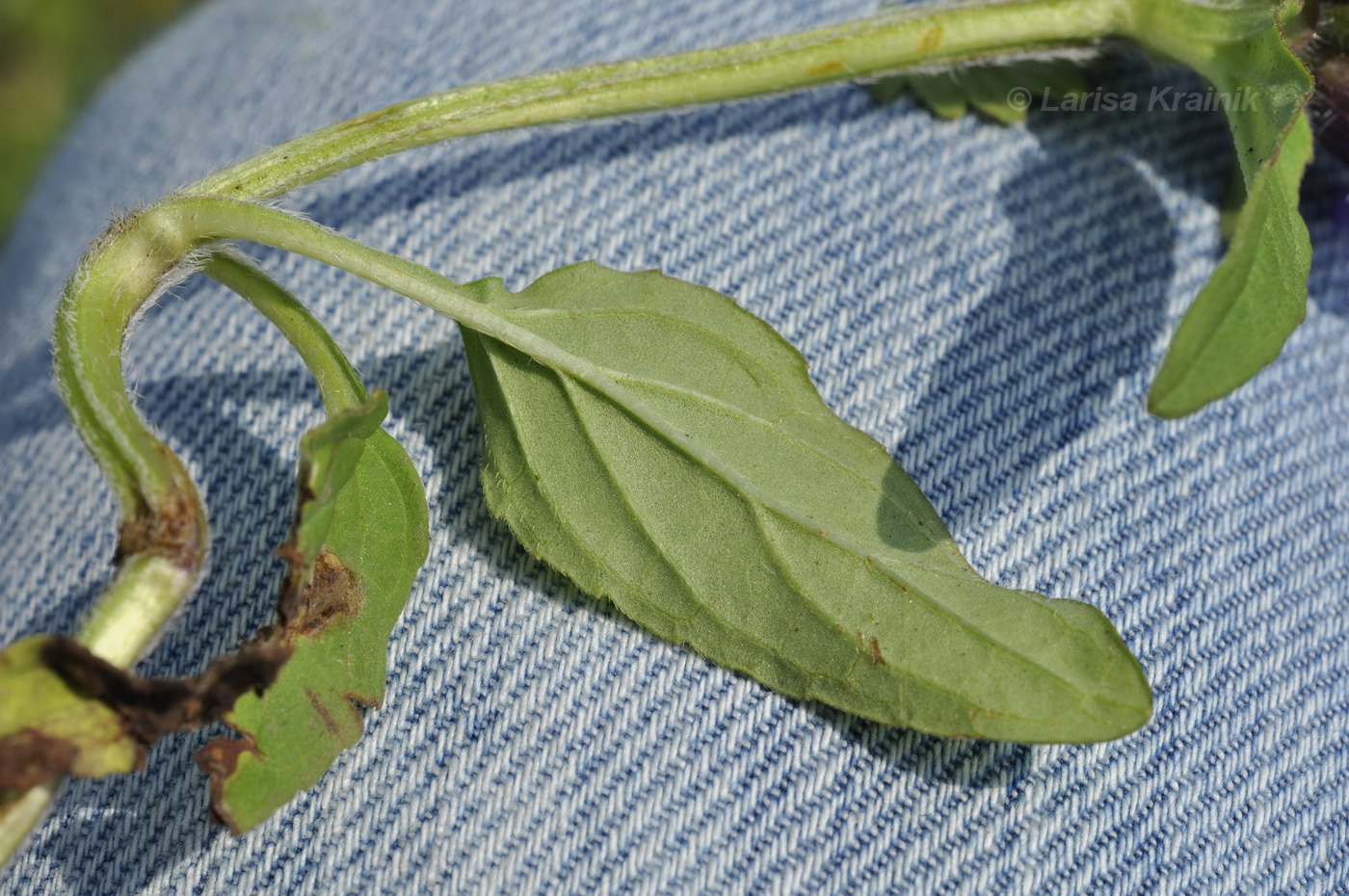 Image of Prunella japonica specimen.