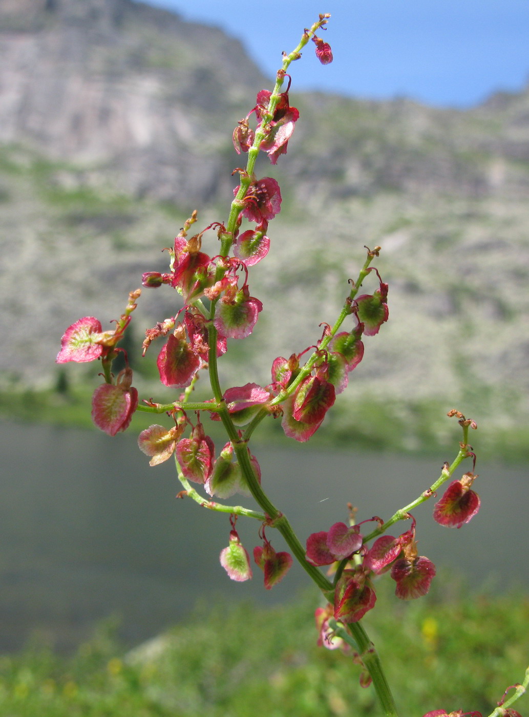 Изображение особи Rumex arifolius.