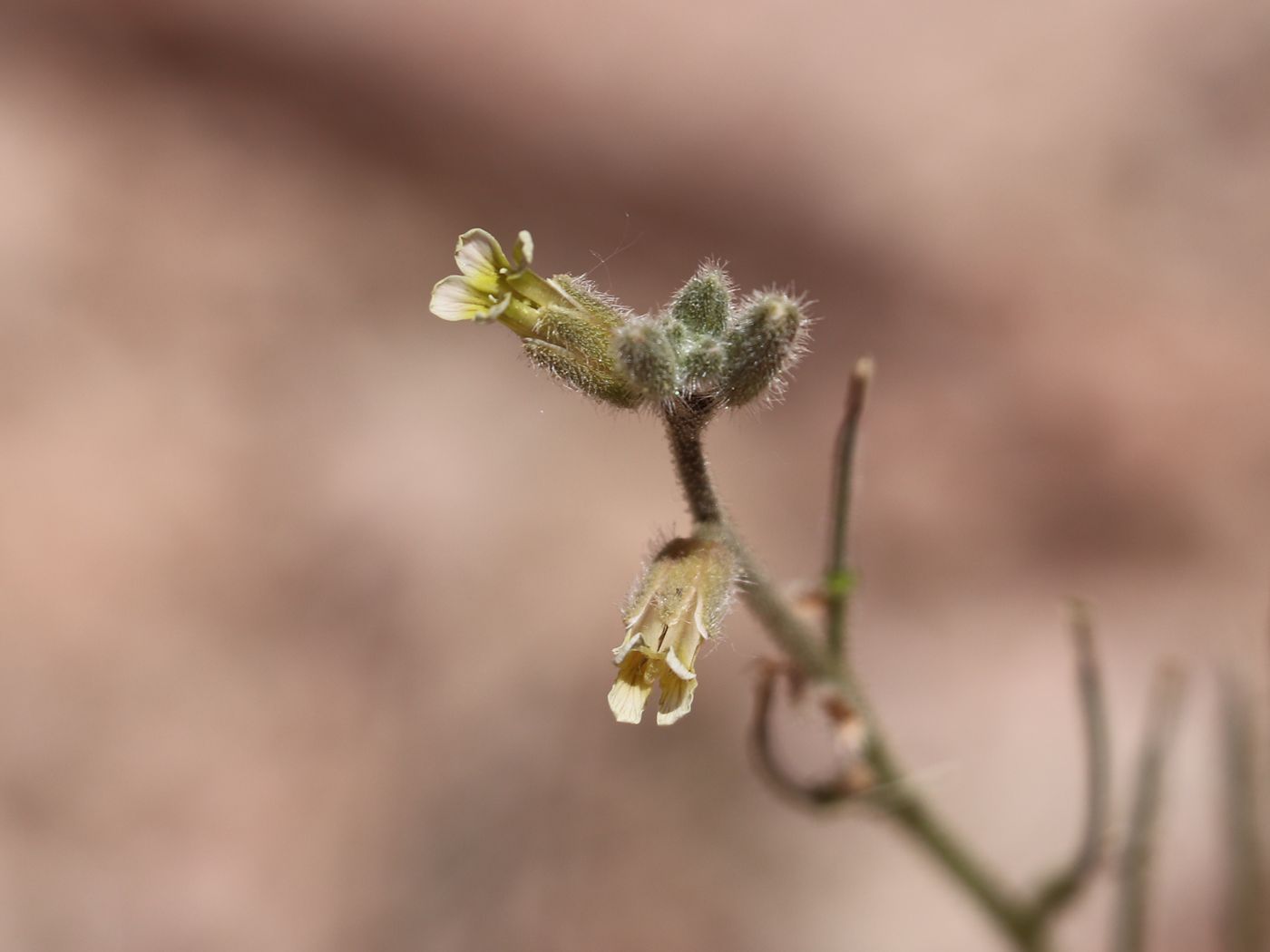 Image of Parrya tschimganica specimen.