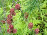 genus Larix. Часть ветки с молодыми шишками. Хабаровский край, окр. г. Комсомольск-на-Амуре, смешанный лес. 20.06.2022.