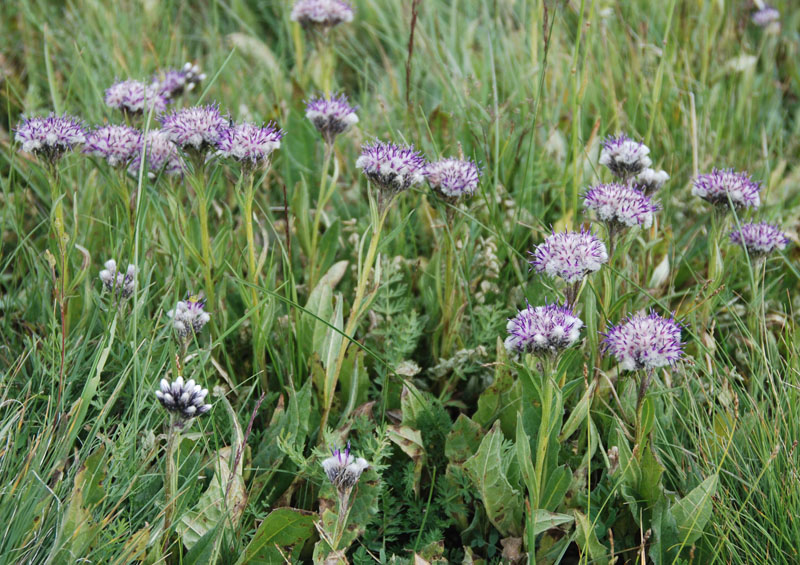 Изображение особи Saussurea pseudoalpina.