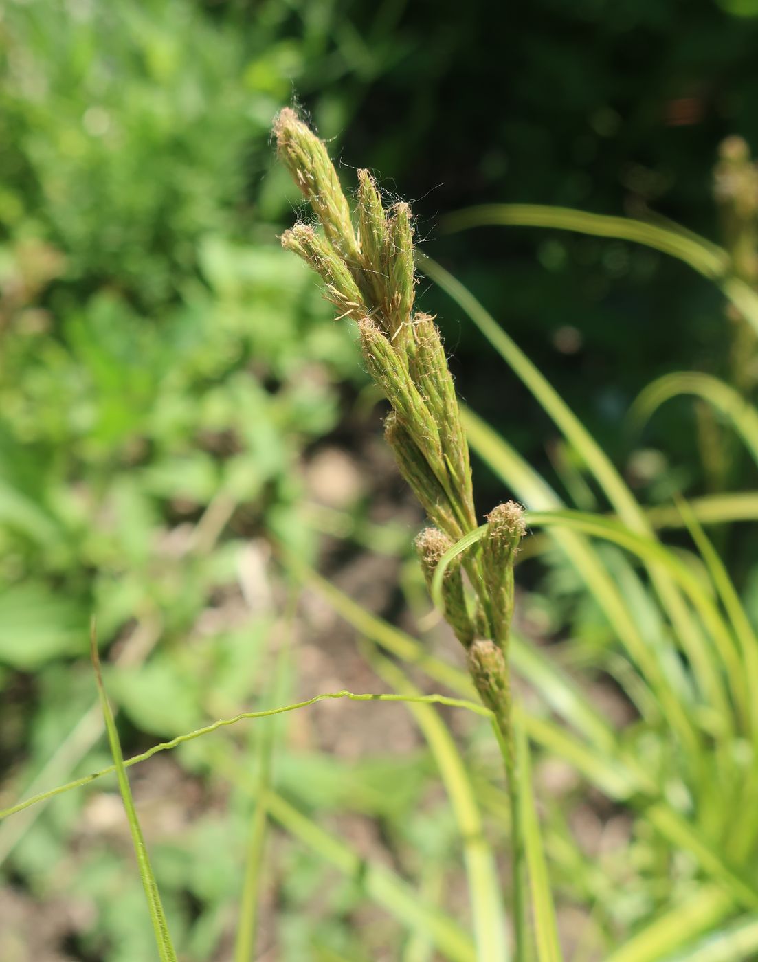 Изображение особи Carex muskingumensis.