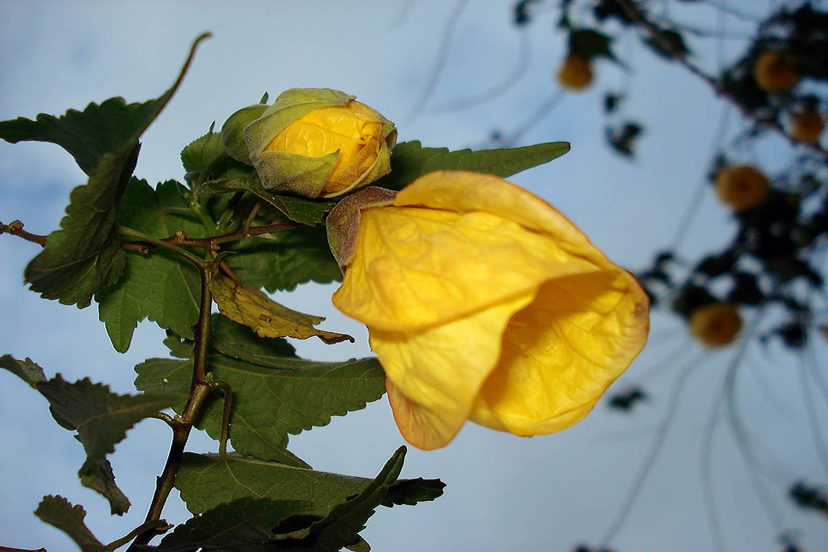 Image of genus Hibiscus specimen.