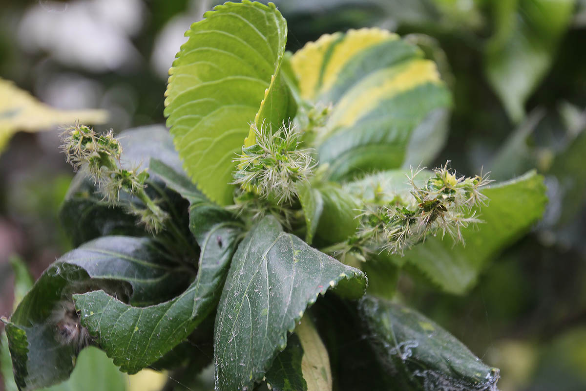 Image of familia Euphorbiaceae specimen.