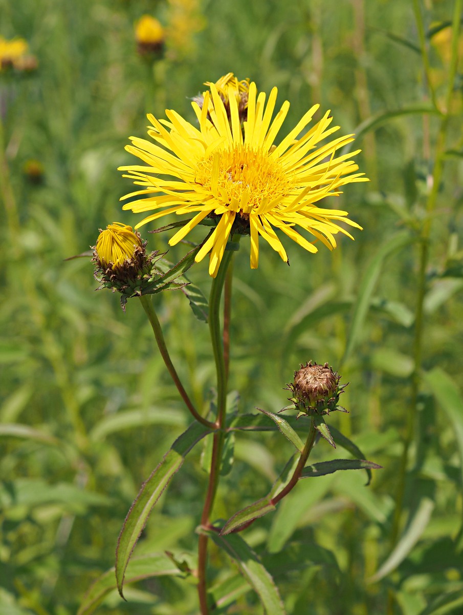 Image of Inula salicina specimen.