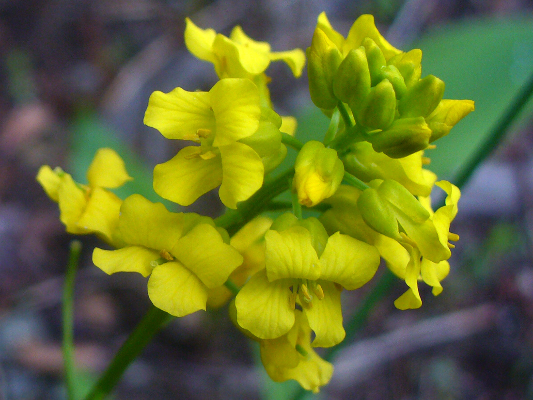 Image of Barbarea arcuata specimen.