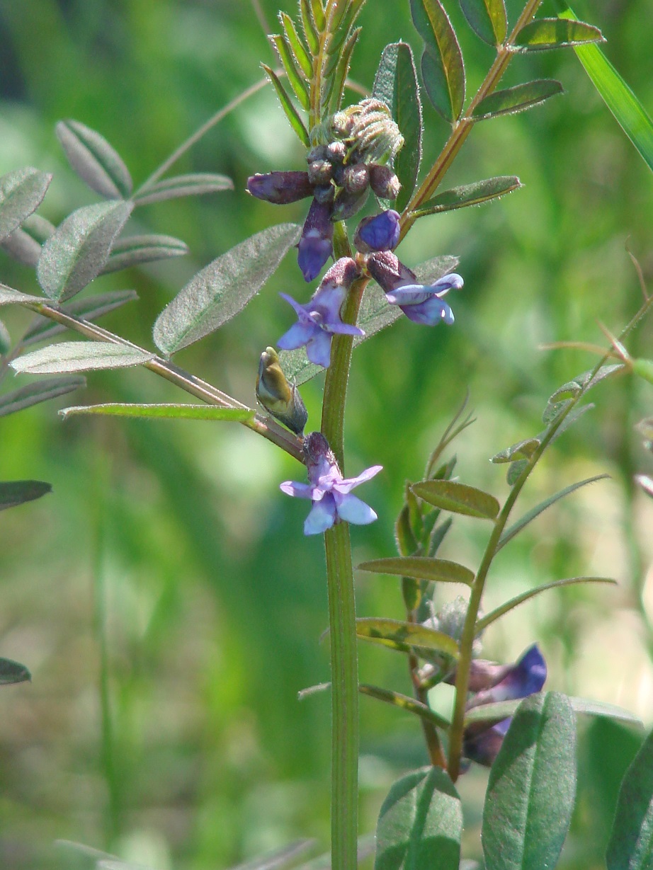 Image of Vicia sepium specimen.