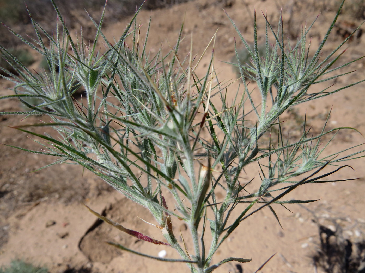 Image of genus Ceratocarpus specimen.