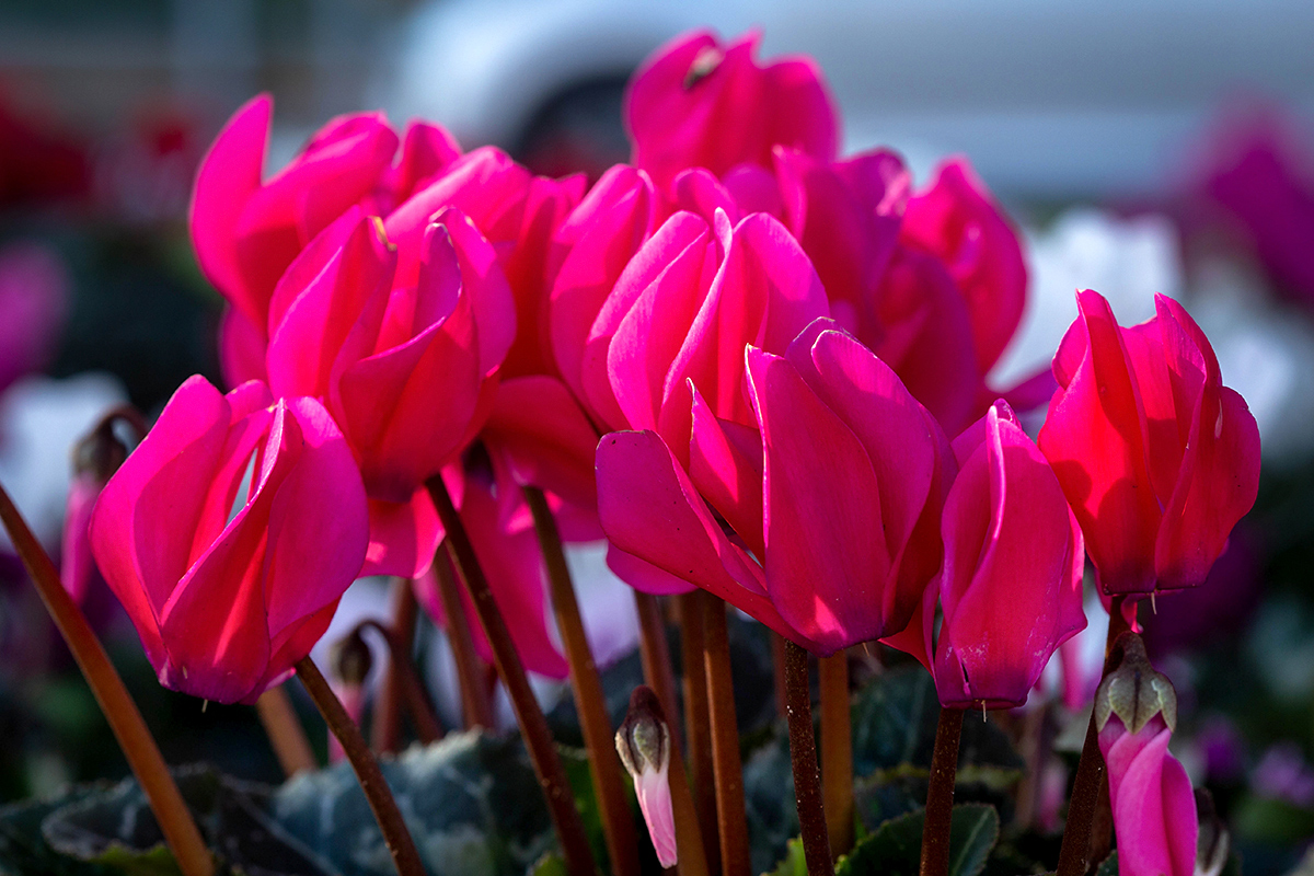 Изображение особи Cyclamen persicum.