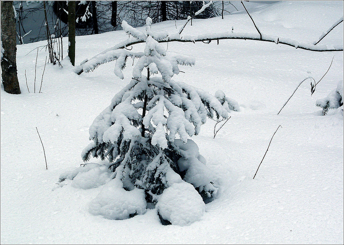 Image of Picea abies specimen.