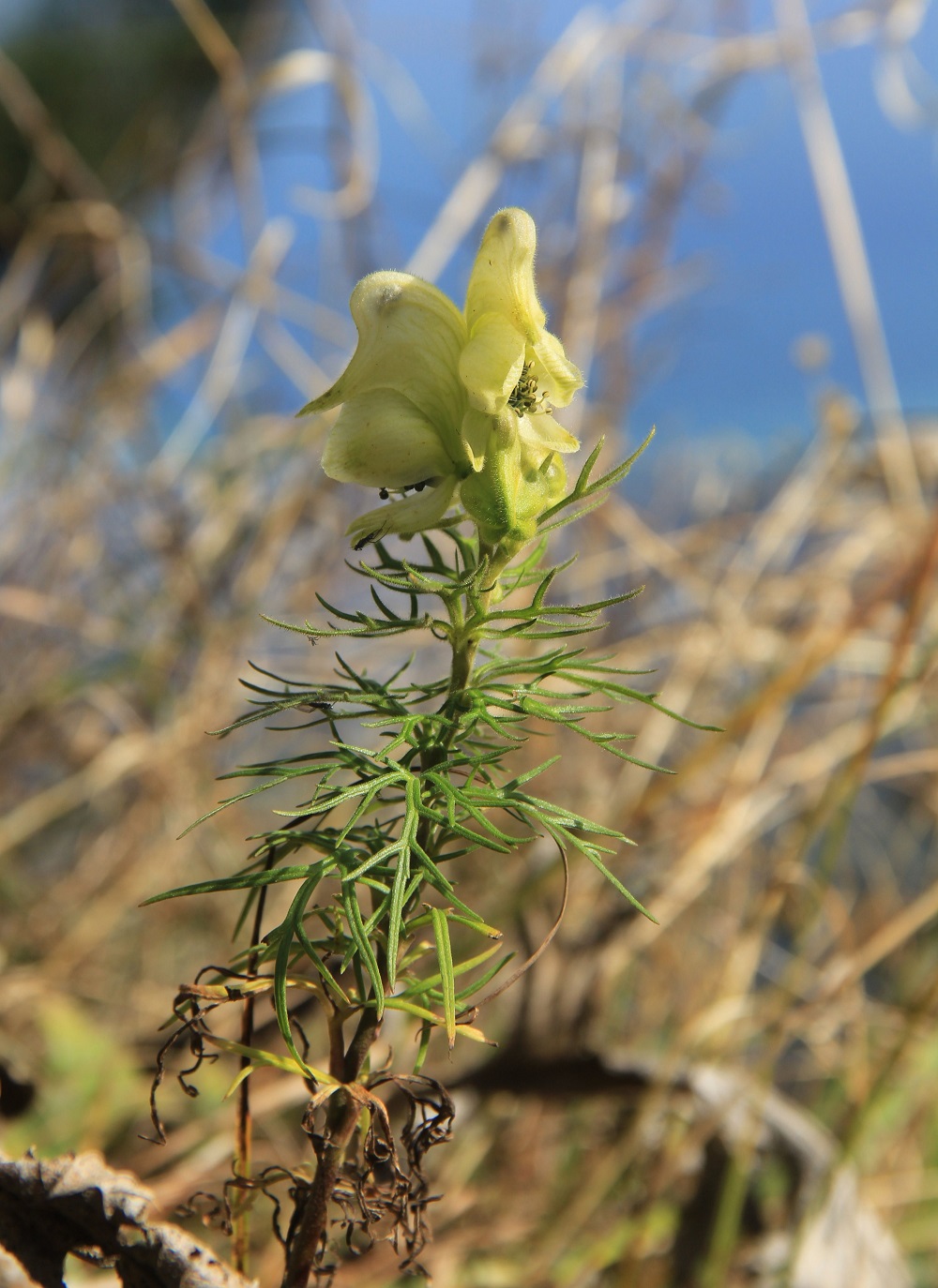 Изображение особи Aconitum anthora.