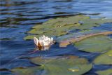 Nymphaea candida