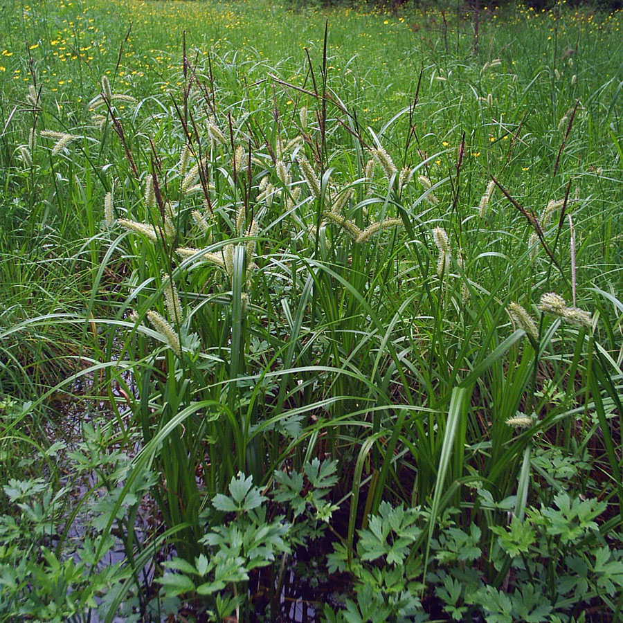 Изображение особи Carex rhynchophysa.