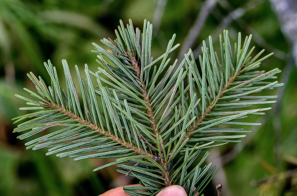 Изображение особи Abies sachalinensis.