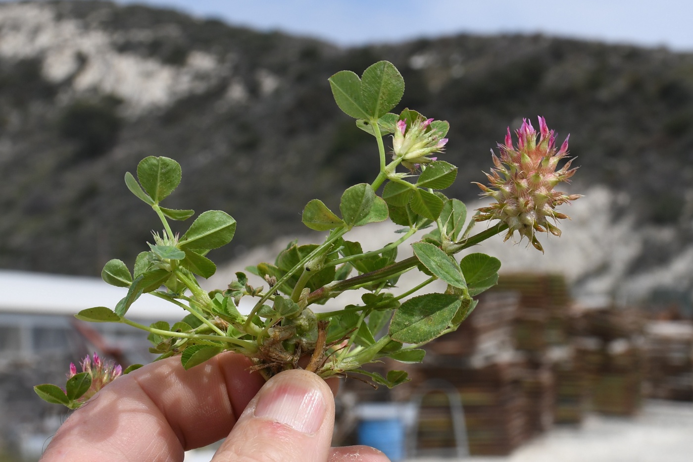 Image of Trifolium spumosum specimen.