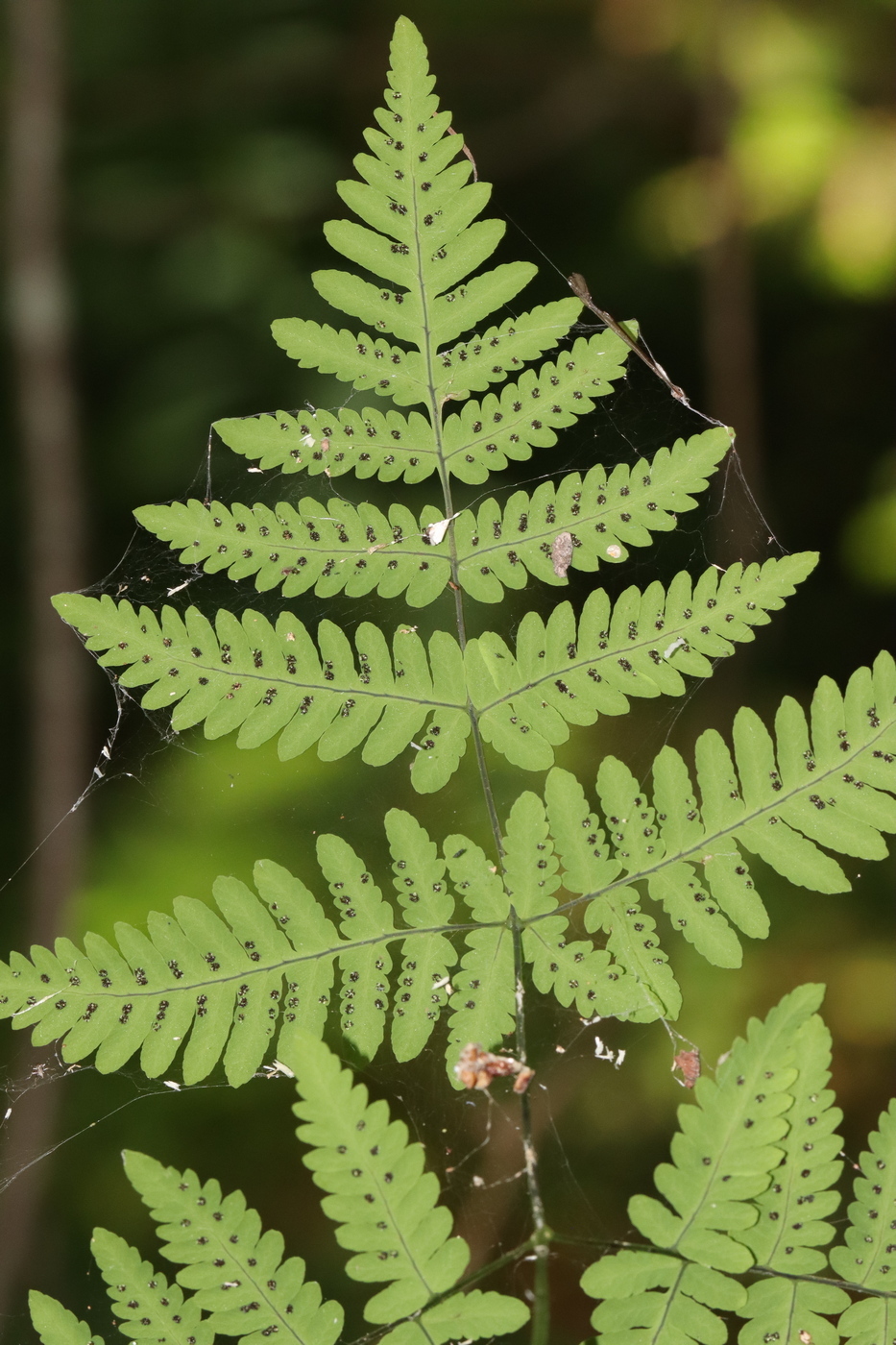 Image of Gymnocarpium dryopteris specimen.