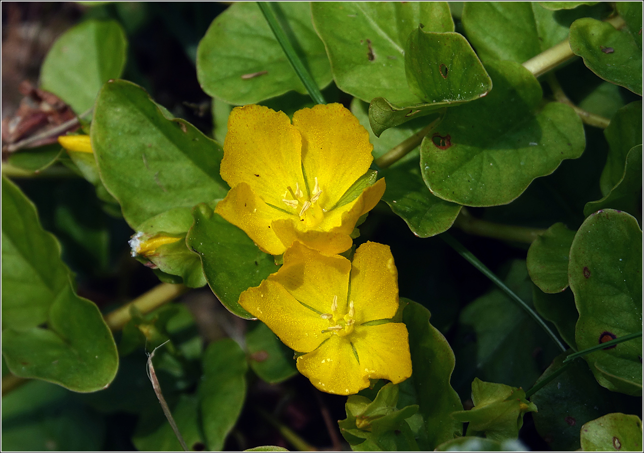 Image of Lysimachia nummularia specimen.